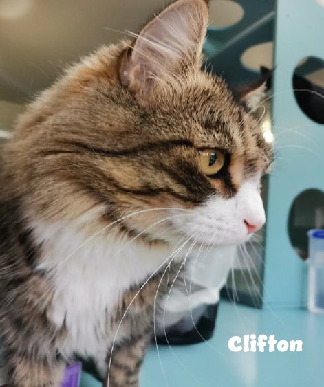Clifton